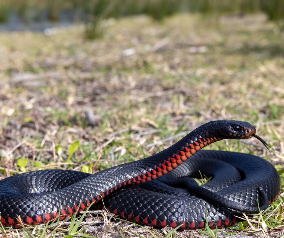 Save the date – Snake Awareness Training